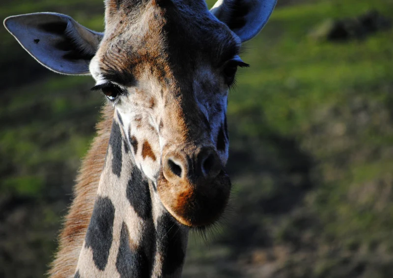 75014 Tierwelt - Giraffe Puzzle