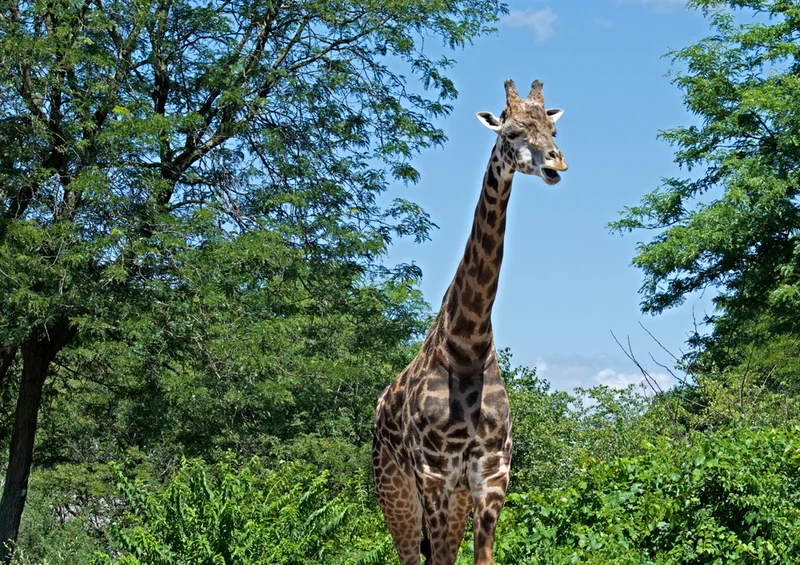 75019 Tierwelt - Giraffe Puzzle