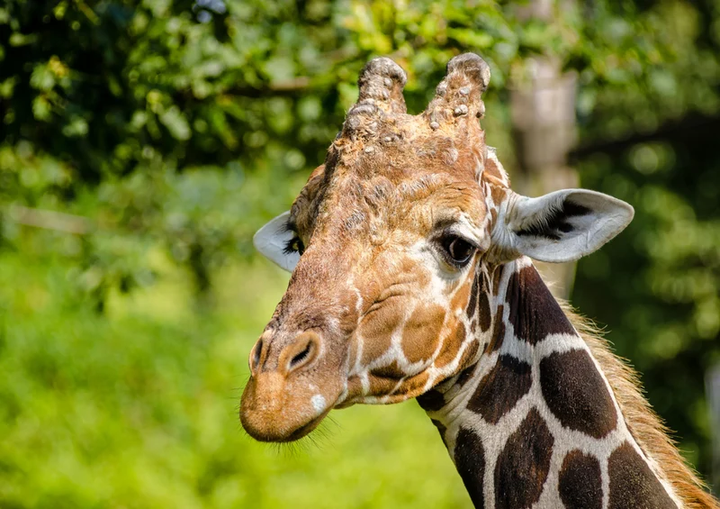 75023 Tierwelt - Giraffe Puzzle