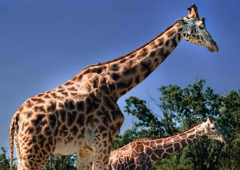 74371 Tierwelt - Giraffen Puzzle