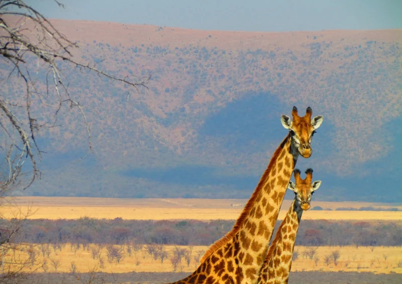 75027 Tierwelt - Giraffe Puzzle