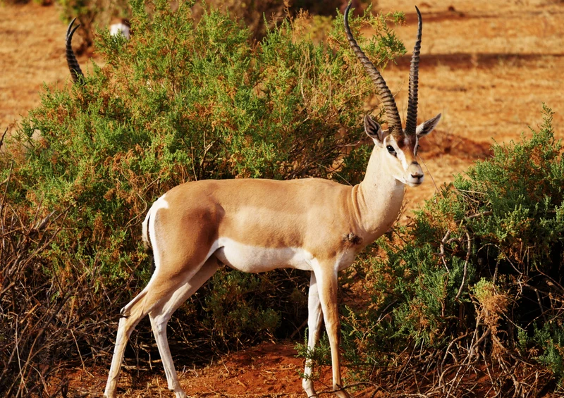 75922 Tierwelt - Antilope Puzzle