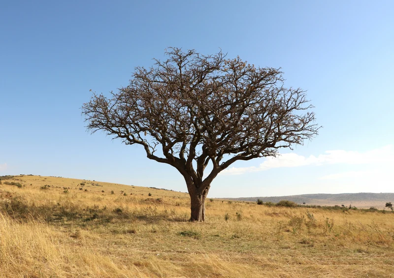 75936 Natur - Afrika Puzzle