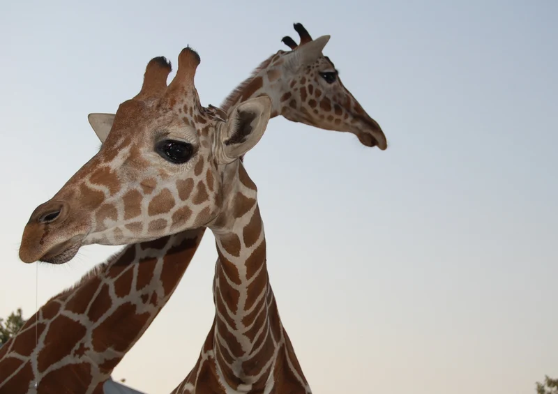 75306 Tierwelt - Giraffe Puzzle