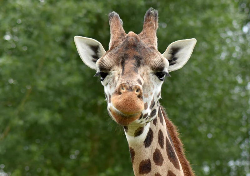 75310 Tierwelt - Giraffe Puzzle