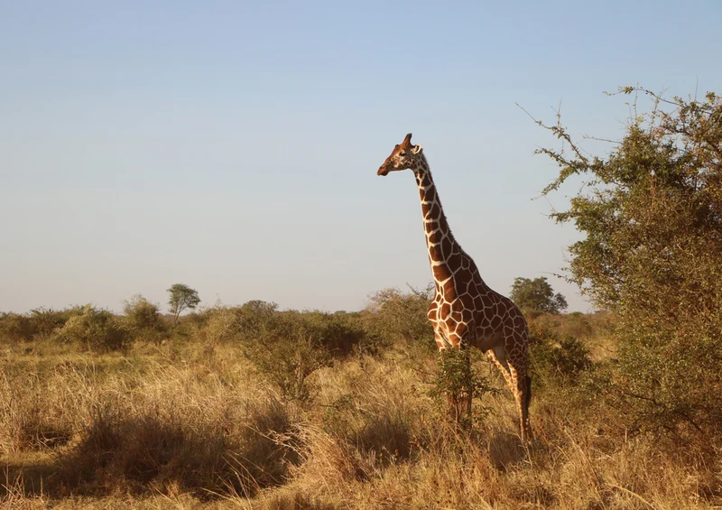 75313 Tierwelt - Giraffe Puzzle