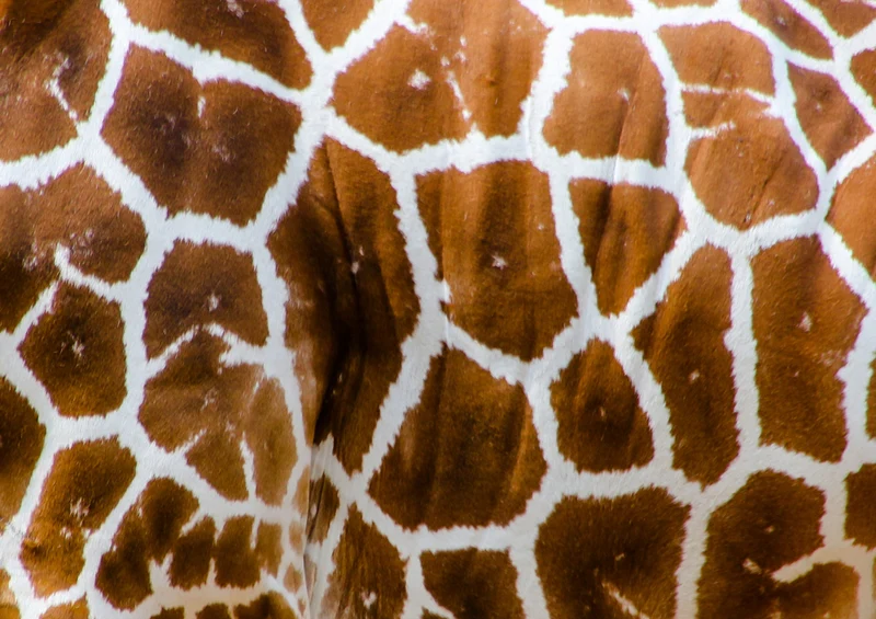 74372 Tierwelt - Giraffen Puzzle