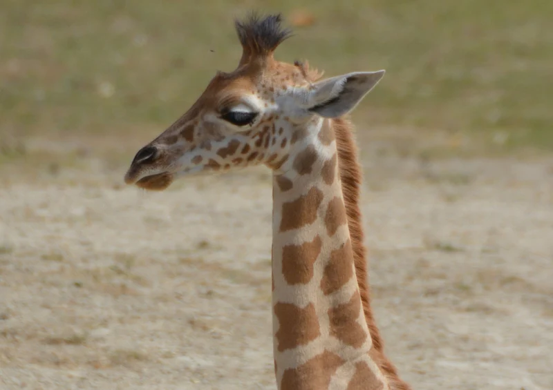 75315 Tierwelt - Giraffe Puzzle