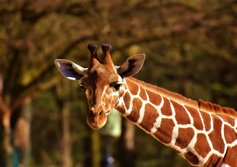 75220 Tierwelt - Giraffe Puzzle