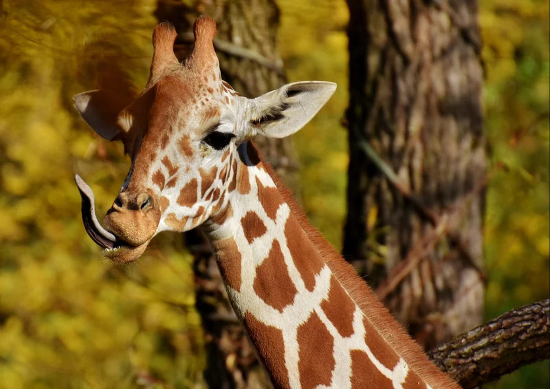 75319 Tierwelt - Giraffe Puzzle
