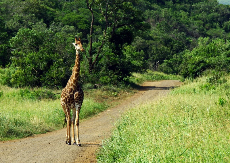 75216 Tierwelt - Giraffe Puzzle