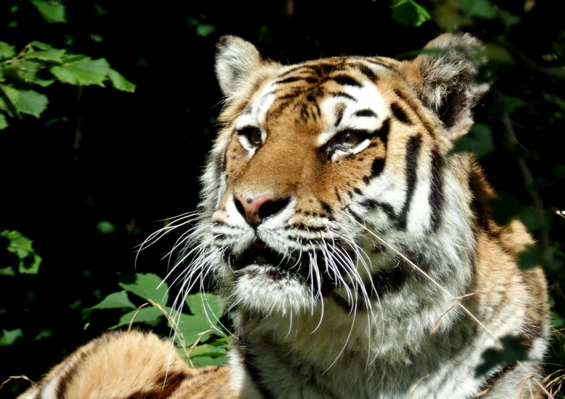 75186 Tierwelt - Tiger Puzzle