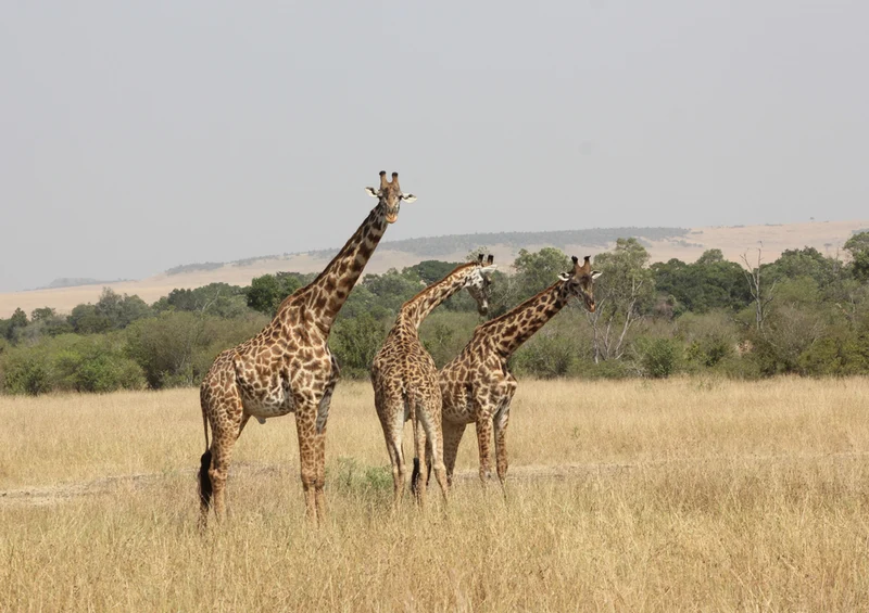 75185 Tierwelt - Giraffe Puzzle