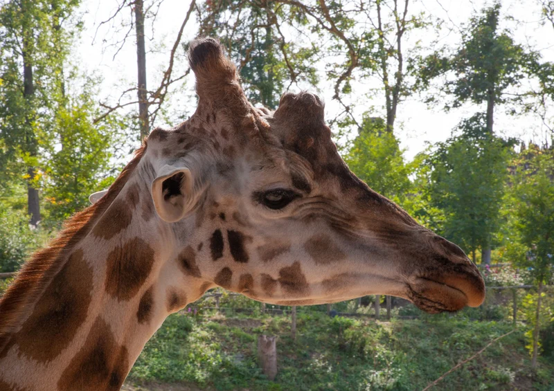 75184 Tierwelt - Giraffe Puzzle
