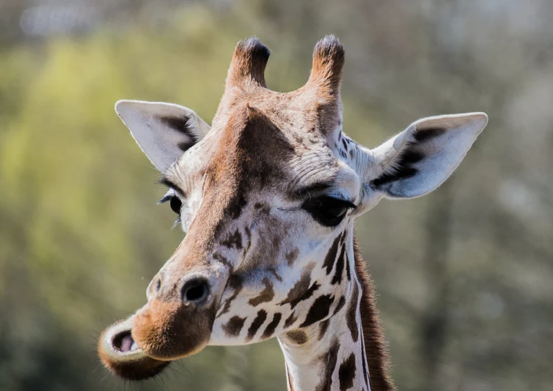 75177 Tierwelt - Giraffe Puzzle