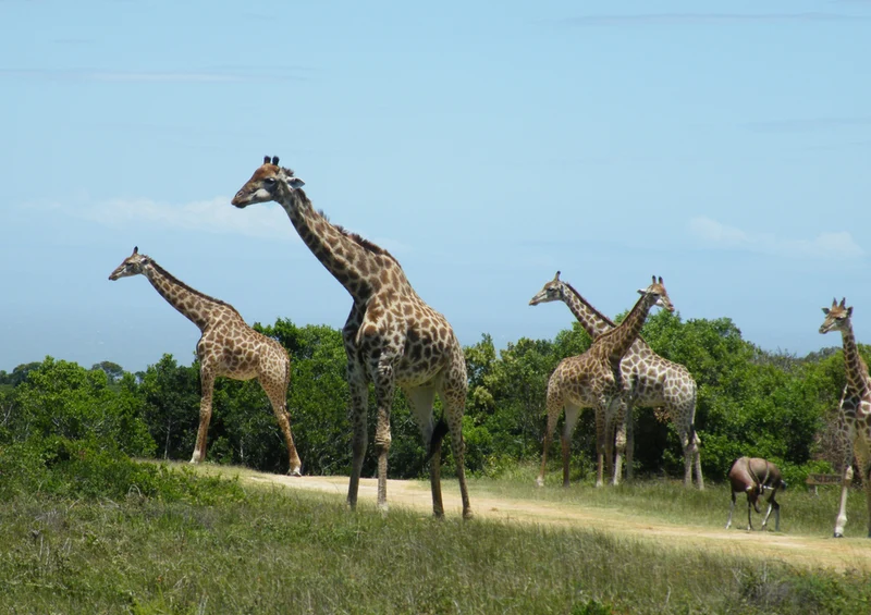 75173 Tierwelt - Giraffen Puzzle