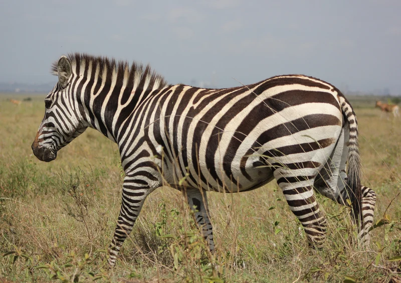 75709 Tierwelt - Zebra Puzzle