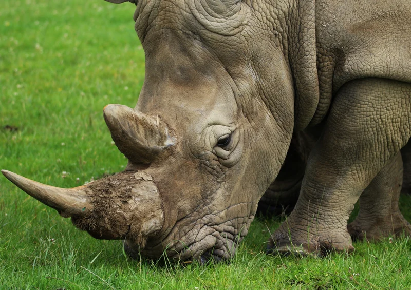 75715 Tierwelt - Nashorn Puzzle