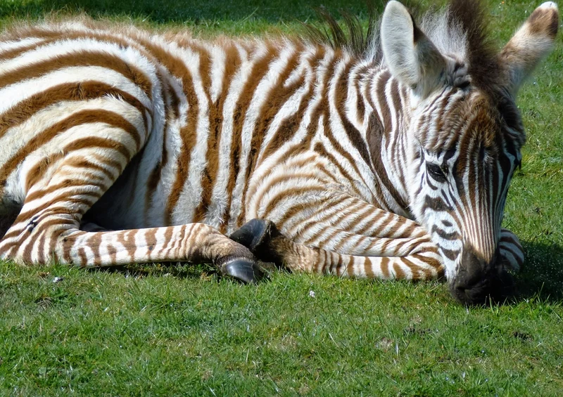 75728 Tierwelt - Zebra Puzzle