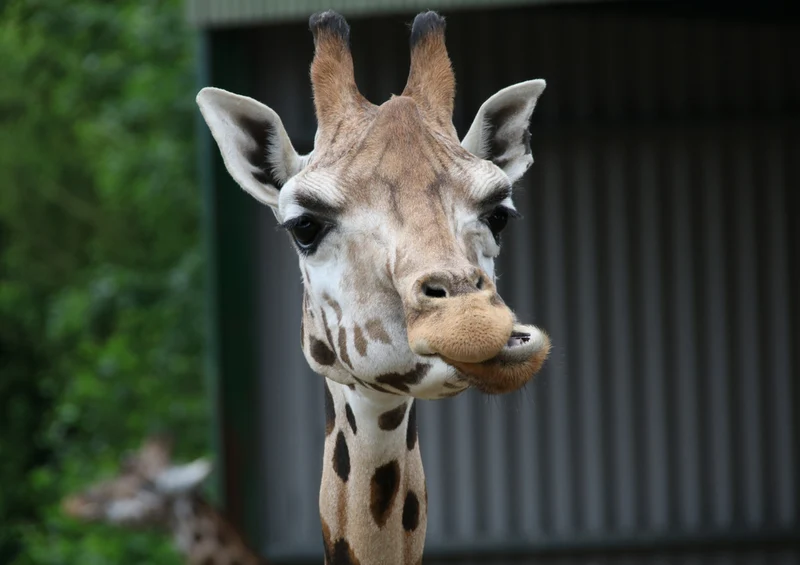75735 Tierwelt - Giraffe Puzzle
