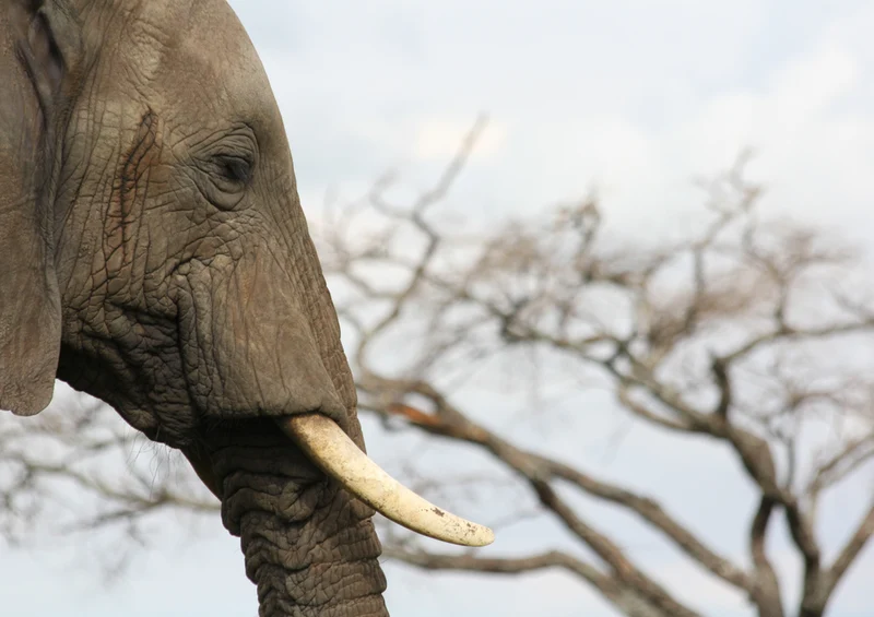 75470 Tierwelt - Elefant Puzzle