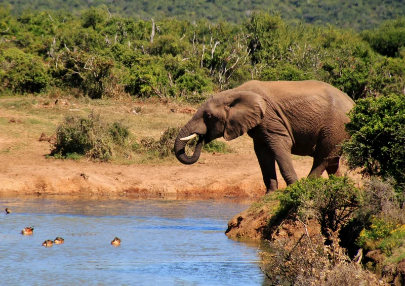 75474 Tierwelt - Elefant Puzzle