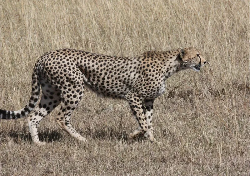 53262 Tierwelt - Gepard Puzzle