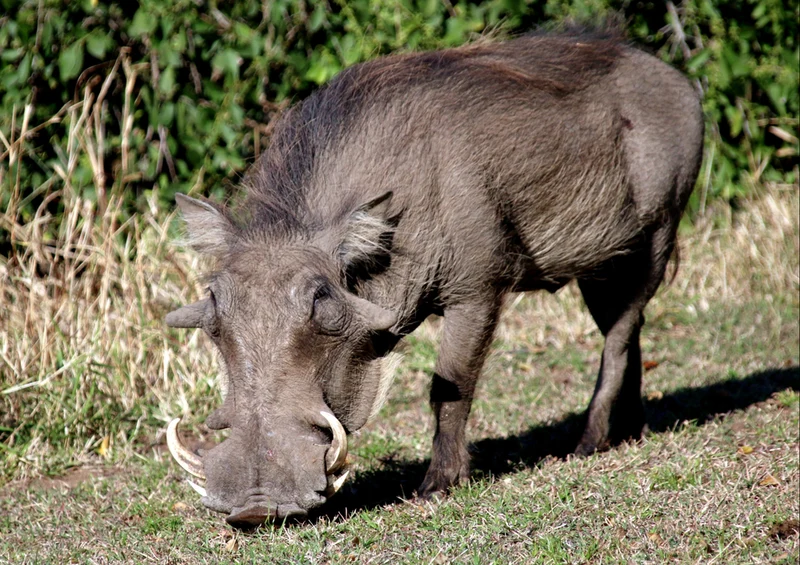 75513 Tierwelt - Warzenschwein Puzzle