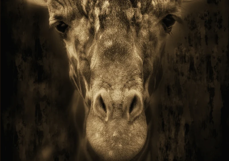 75514 Tierwelt - Giraffe Puzzle