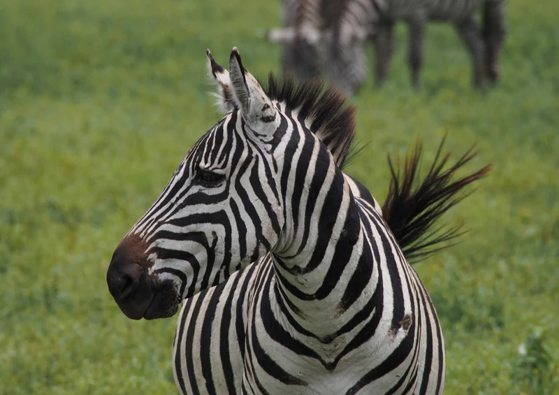 75518 Tierwelt - Zebra Puzzle