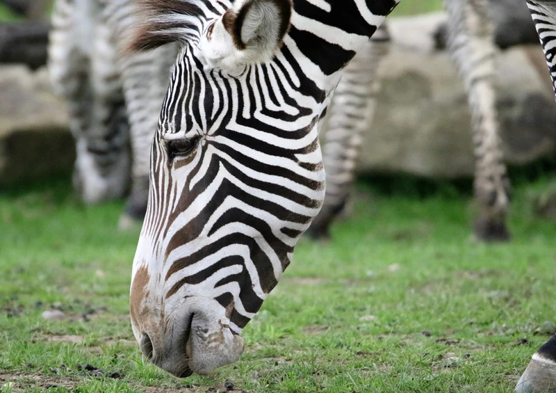 75525 Tierwelt - Zebra Puzzle