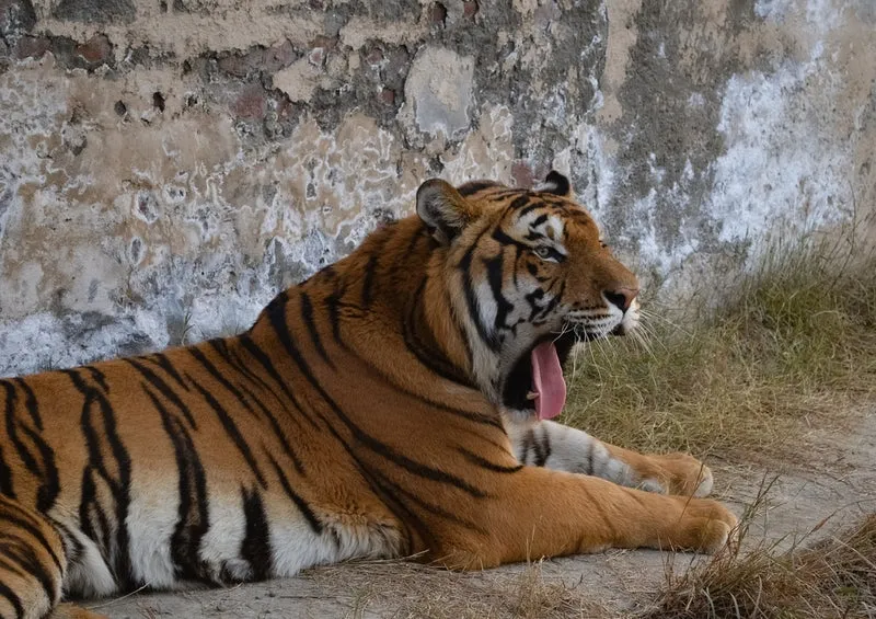 53242 Tierwelt - Tiger Puzzle