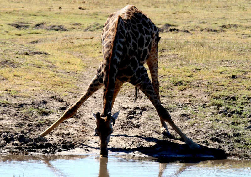 75526 Tierwelt - Giraffe Puzzle