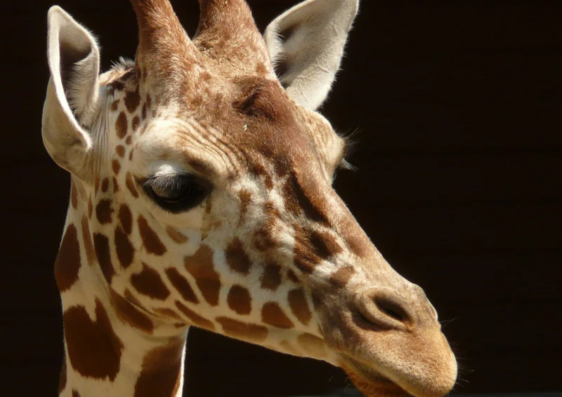 75028 Tierwelt - Giraffe Puzzle
