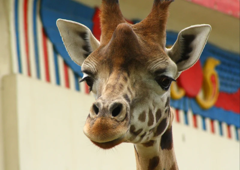 75031 Tierwelt - Giraffe Puzzle