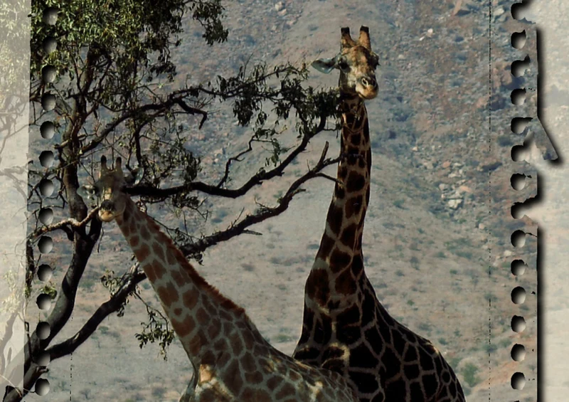 75034 Tierwelt - Giraffe Puzzle