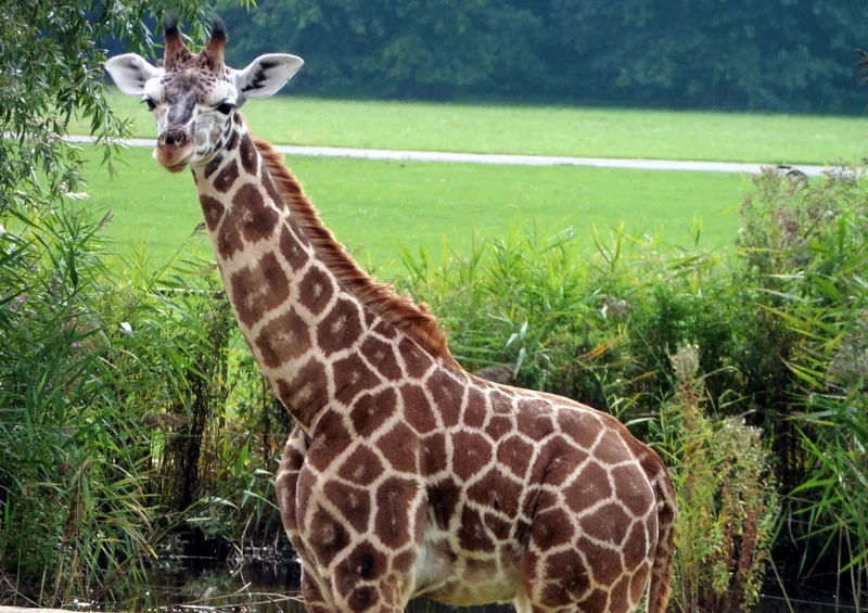 75037 Tierwelt - Giraffe Puzzle