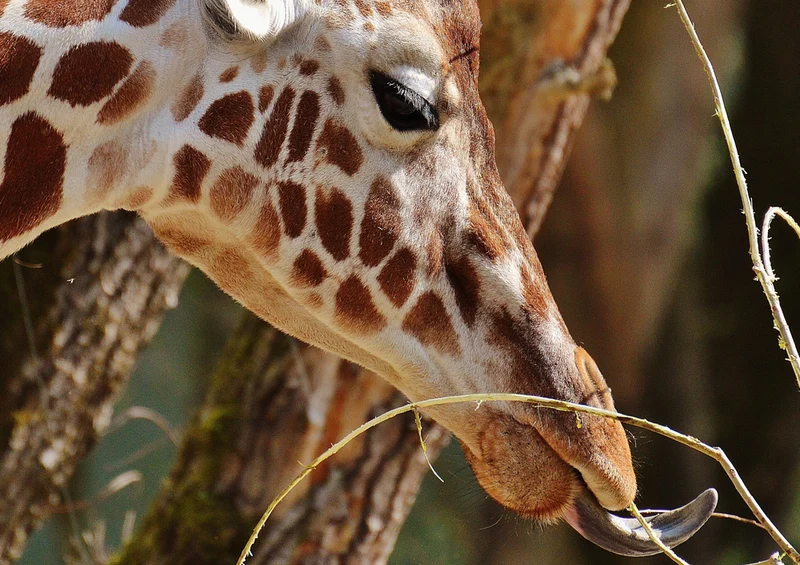 75038 Tierwelt - Giraffe Puzzle