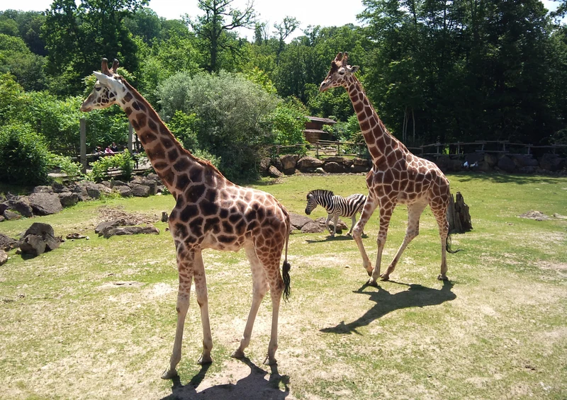 75068 Tierwelt - Tierpark Puzzle