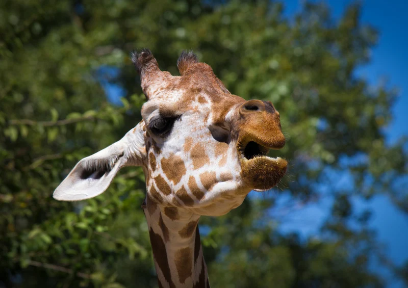 75066 Tierwelt - Giraffe Puzzle