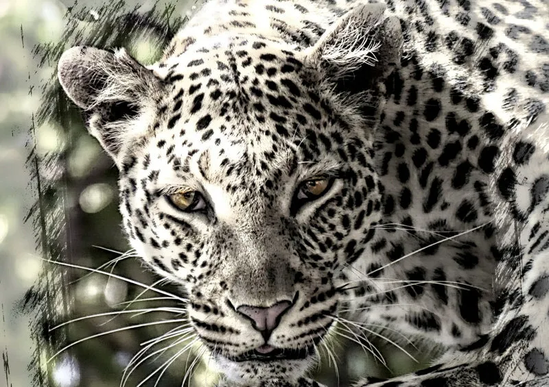 70560 Tierwelt - Leopard Puzzle