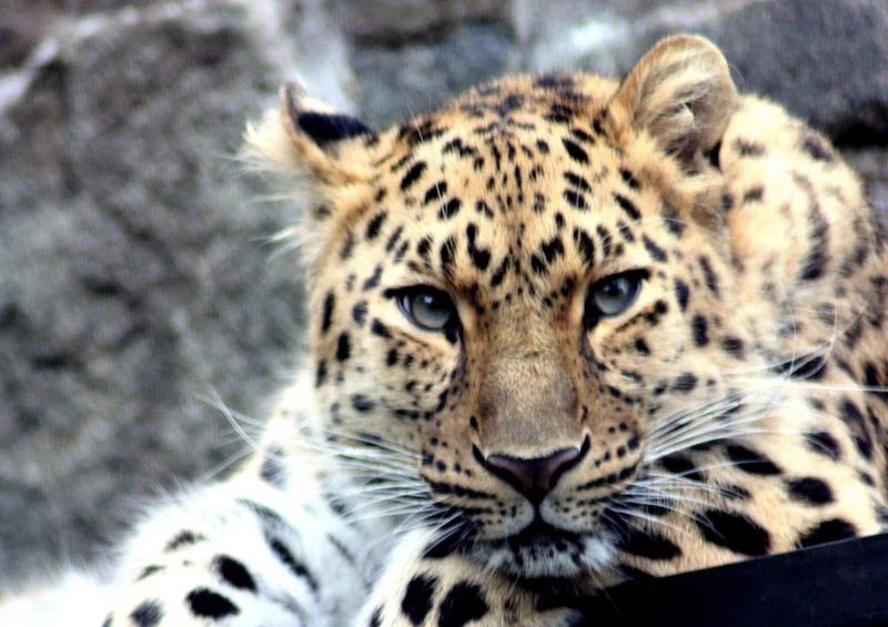 70566 Tierwelt - Leopard Puzzle
