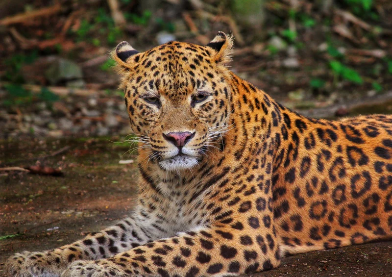 70569 Tierwelt - Leopard Puzzle