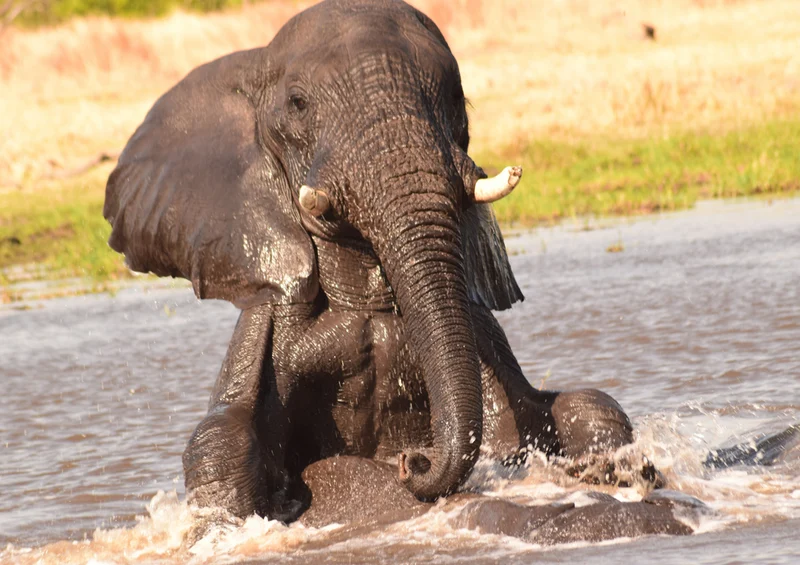 75954 Tierwelt - Elefant Puzzle