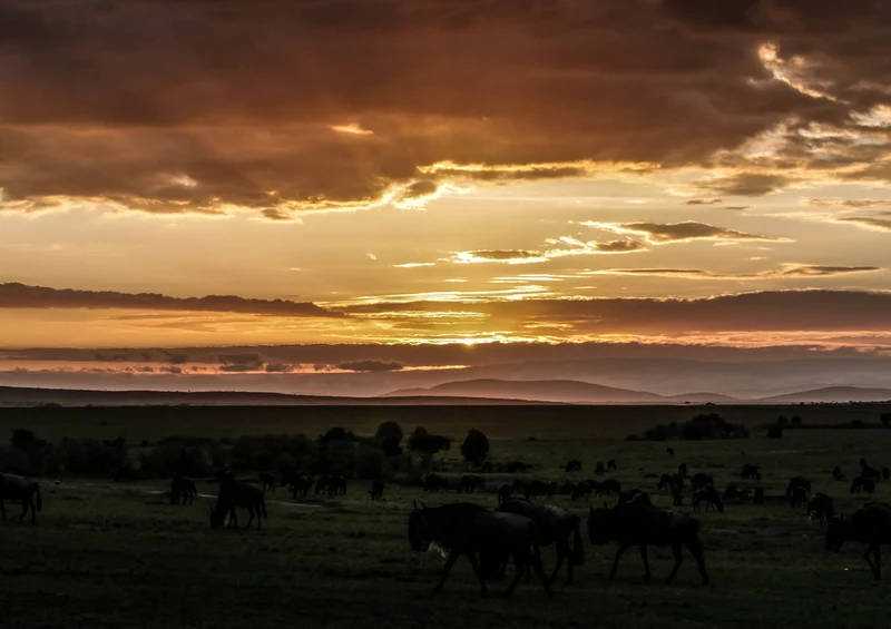 75958 Natur - Afrika Puzzle