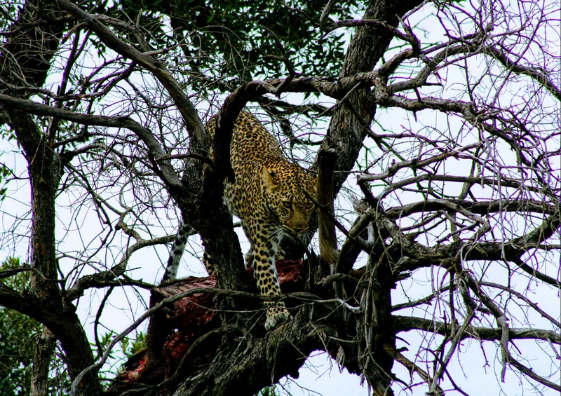 75977 Tierwelt - Leopard Puzzle