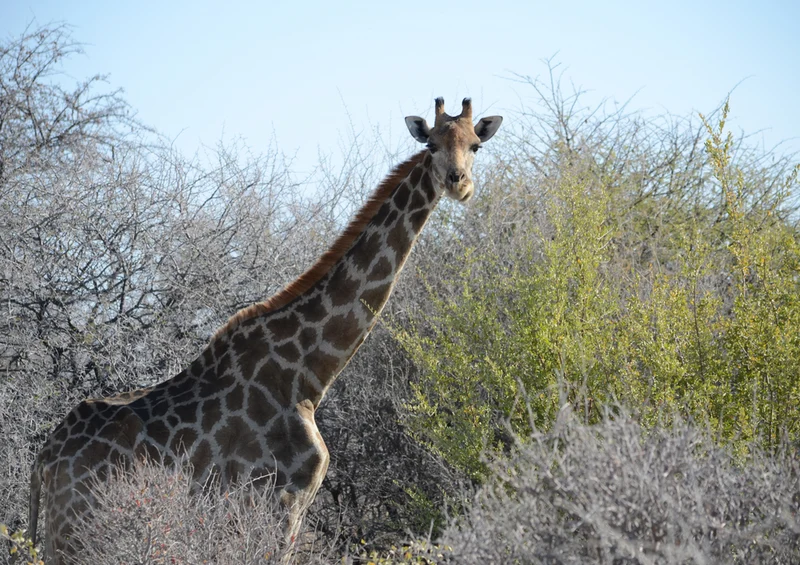 76719 Natur - Giraffe Puzzle