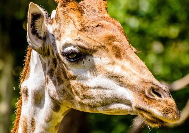 75325 Tierwelt - Giraffe Puzzle