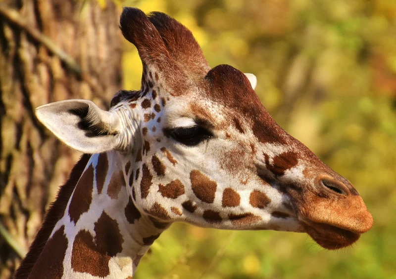 75328 Tierwelt - Giraffe Puzzle