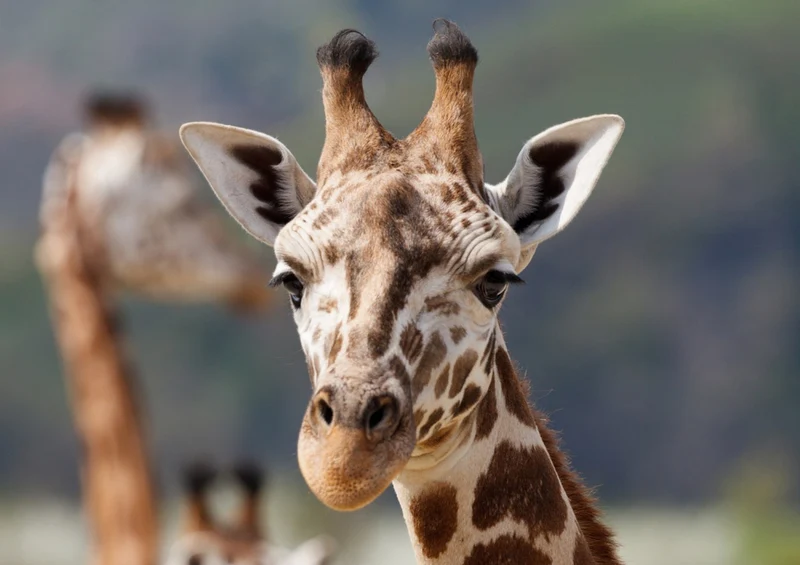 75331 Tierwelt - Giraffe Puzzle